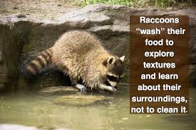 However, when you see raccoons washing their food, you'll know why they do it. Why Raccoons Wash Their Food For Fox Sake Wildlife Rescue