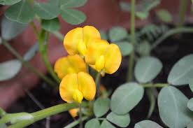 Image result for Hermbstaedtia fleckii