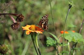 Image result for Plicosepalus amplexicaulis