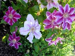 Maybe you would like to learn more about one of these? How To Grow And Care For Clematis Vine A Complete Guide Florgeous