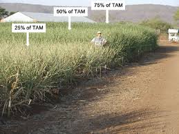 These fibrous stalks, rich in sugar, cannot survive in areas with cold winters. The Effects Of Drought On Sugarcane Growth Under Field Conditions Download Scientific Diagram