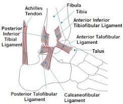 Foot care home footcareinformation footandankleanatomy footanatomy:tendons&ligaments. Foot And Ankle Anatomy Bones Muscles Ligaments Tendons