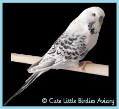 Texas Clearbody Budgie Mutation Combinations Budgies Budgie Parakeet Budgies Bird