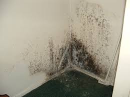 How to identify black mold. Identify Mold In Your Home Affordable Waterproofing