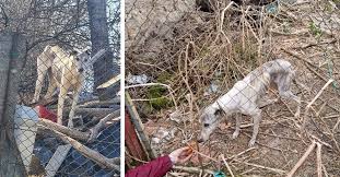 Csontsovány, elhanyagolt kutya miatt intézkedtek a rendőrök - Állatvédelem