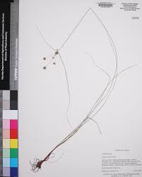 Image result for Cyperus sp. no. 1