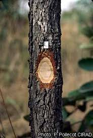 Image result for Bobgunnia