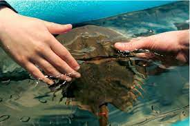 Horseshoe Crab Blood Utilised For Covid 19 Vaccine Conservationists Worry Vietnam Times