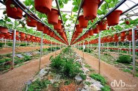 A notable attraction in cameron highlands is the big red strawberry farm which is also known as taman agro tourism cameron highlands. Cameron Highlands Strawberry Farm Big Red Vtwctr