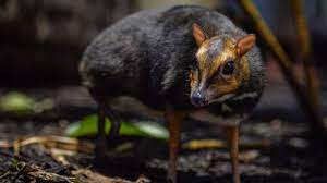 They tend to only venture into urban or residential areas surrounded by their preferred habitats. Rare Philippine Mouse Deer Born At Zoo Is The Size Of A Christmas Ornament Youtube