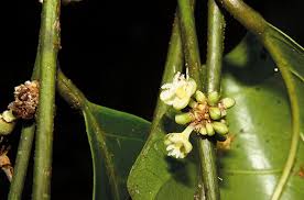 Image result for Chaetocarpus