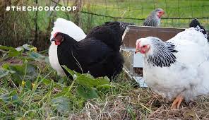 Animal disease information (world organization for animal health) html. 5 Most Common Chicken Health Problems
