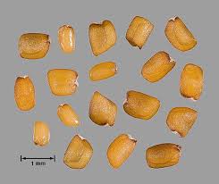 Image result for Sisymbrium orientale