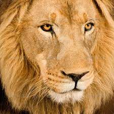 Close Up On A Lion S Head 4 And A Half Years Panthera Leo Lion Panthera Leo Lions