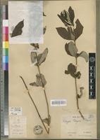 Image result for Fadogia cienkowskii