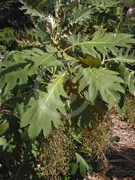 Image result for Bocconia arborea