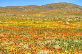 These shrubs bloom in late spring through fall and like partial sun and acidic soil. What Is A Field Of Flowers Quora