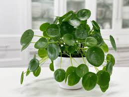 Image result for Pilea johnstonii