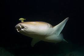 Studies have shown that a shorn camel storing and retaining water is probably the camel's biggest claim to fame. Shark And Camel Blood Contains Small Disease Fighting Molecules Science In The News