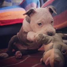 Pin On Pit Bull