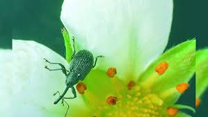 Image result for květopas jahodníkový