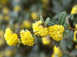 Image result for Berberis julianae