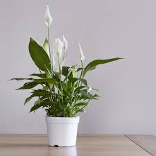 Native to europe, snowdrops are often regarded as wildflowers in canada. 10 Hardy Indoor Plants You Probably Can T Kill Reader S Digest Canada