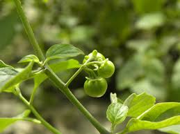 Image result for Solanum americanum