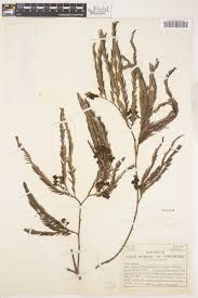 Image result for Brachystegia glaucescens