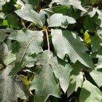 Image result for Rhoicissus rhomboidea