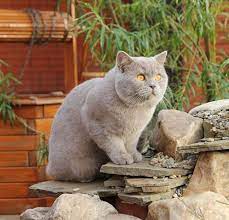Check spelling or type a new query. Lilac British Shorthair My Dream Breed Of Cat British Shorthair Cats Cat Breeds Cute Cats