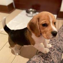 Check spelling or type a new query. Moncton Beagle Dogs Puppies For Sale Classifieds At Eclassifieds 4u
