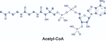 Choice of arm (cadet regiment selection) coa. Acetyl Coa The Definitive Guide Biology Dictionary