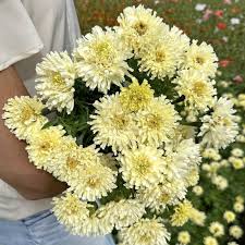 Image result for tagetes)