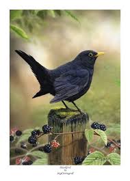 Nigel Artingstall Artist Google Search Black Bird Wildlife Artists British Wildlife