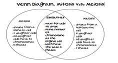Comparing And Contrasting Mitosis And Meiosis Essay Www