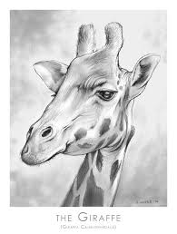 African Drawing The Giraffe By Greg Joens Giraffe Art Giraffe Drawing Animal Drawings