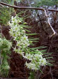Image result for Asparagus laricinus