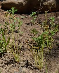 Image result for Lipocarpha chinensis