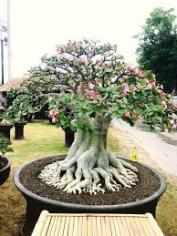 Because soil is such a great component when it comes to repotting bonsai trees. Pin By Alexandru Soldatu On Bonsai In 2021 Bonsai Tree Care Bonsai Tree Types Bonsai Tree
