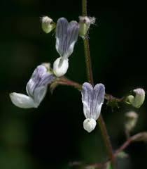 Image result for Equilabium laxiflorum