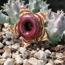 Image result for Huernia zebrina