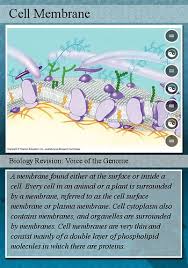 We did not find results for: Cell Parts Biology 8th Grade Flashcards Quizlet