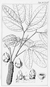 Image result for Apodanthaceae