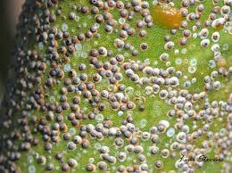 Résultat de recherche d'images pour "scale insects"