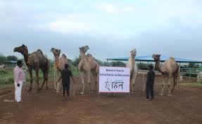 Things you would normally see on a regular gacha game are fine here. Peta Prime Peta India Saves Camels From Sacrificial Knife