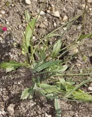 Image result for Emilia caespitosa