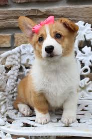 These pembroke welsh corgi puppies are friendly & energetic. Marlee Female Akc Welsh Corgi Puppy For Sale In Harlan Indiana Corgi Corgipuppy Corgipuppiesfor Corgi Puppy Welsh Corgi Puppies Corgi Puppies For Sale