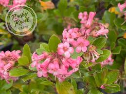 Image result for Escallonia