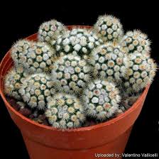 Image result for Cayratia gracilis